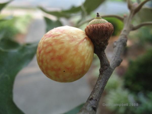 Figure 7. Cynipid Amphibolips quercusjuglans, acorn plum gall.